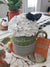 Pip Posh Design Faux Sweet Décor "Together Mug & Black Rose Whipped Topper Collection